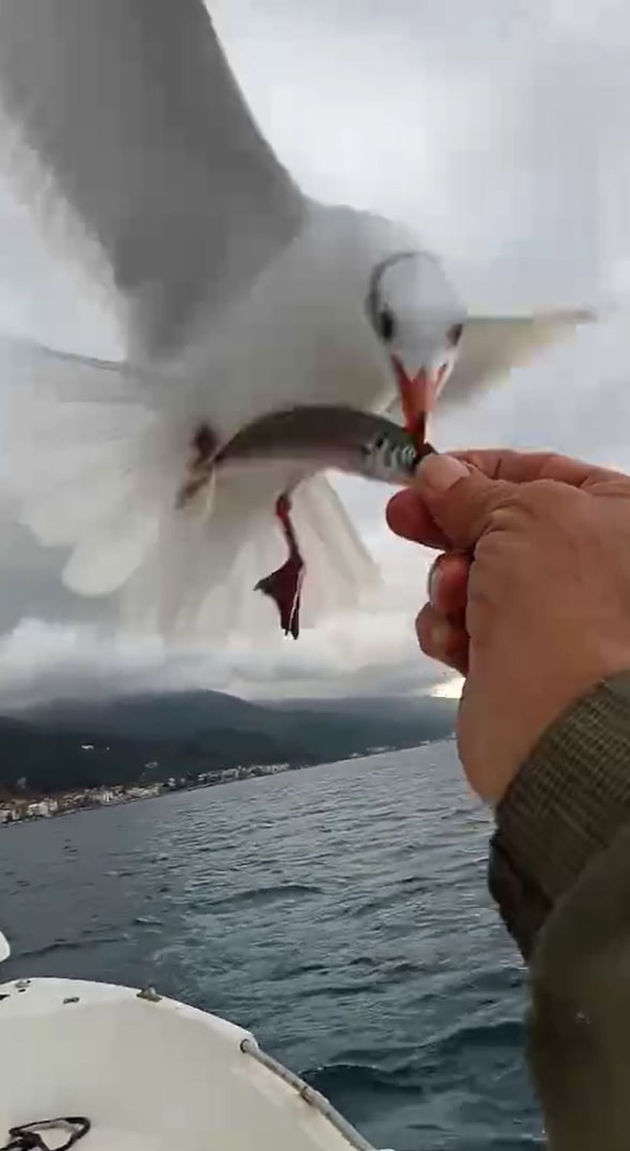 KARAGÖZ'ÜN MARTILARLA KURDUĞU DOSTLUK İSE KAMERALARA YANSIDI.