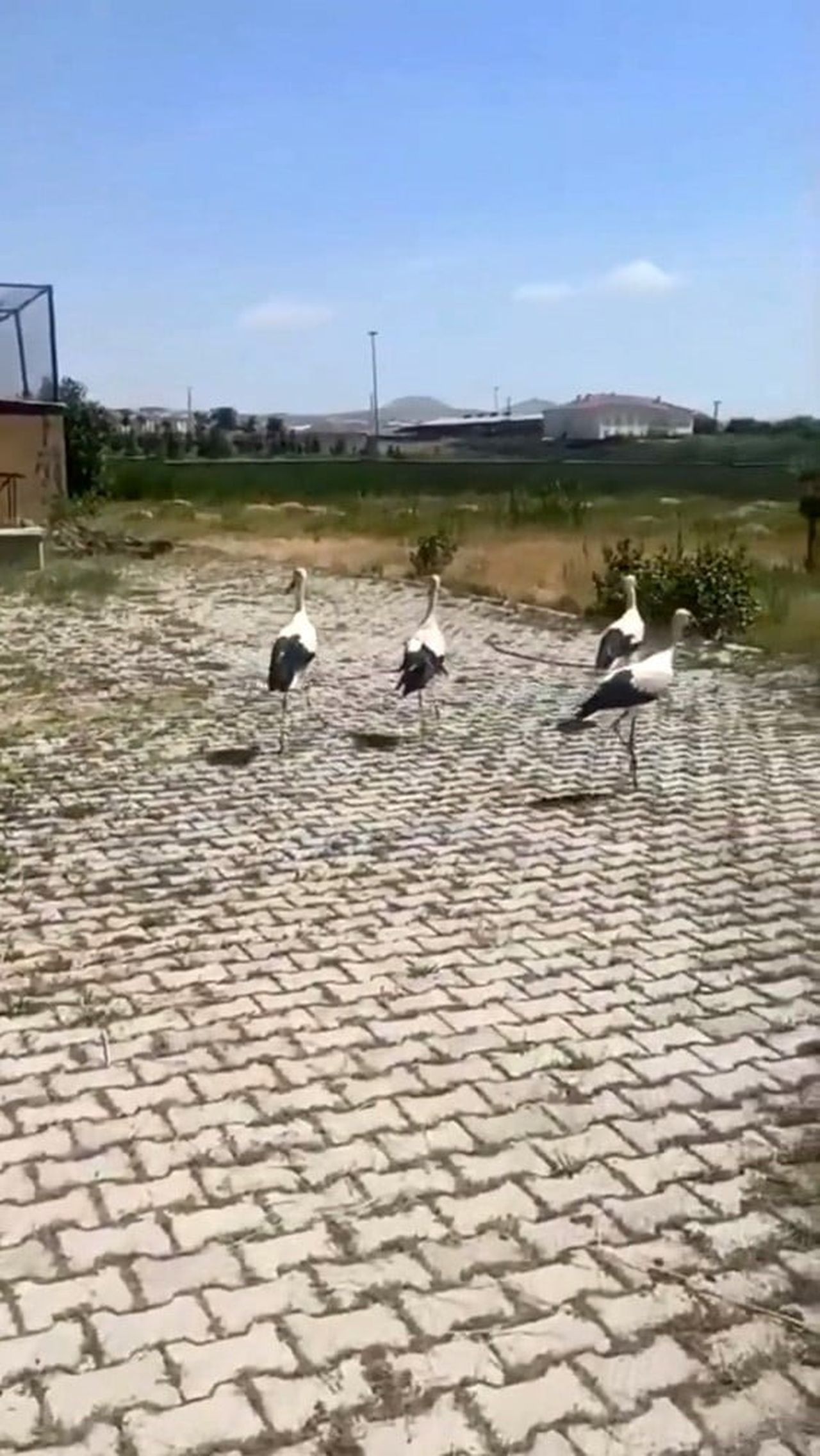 TEDAVİSİ YAPILAN LEYLEKLER DOĞAYA BIRAKILDI
