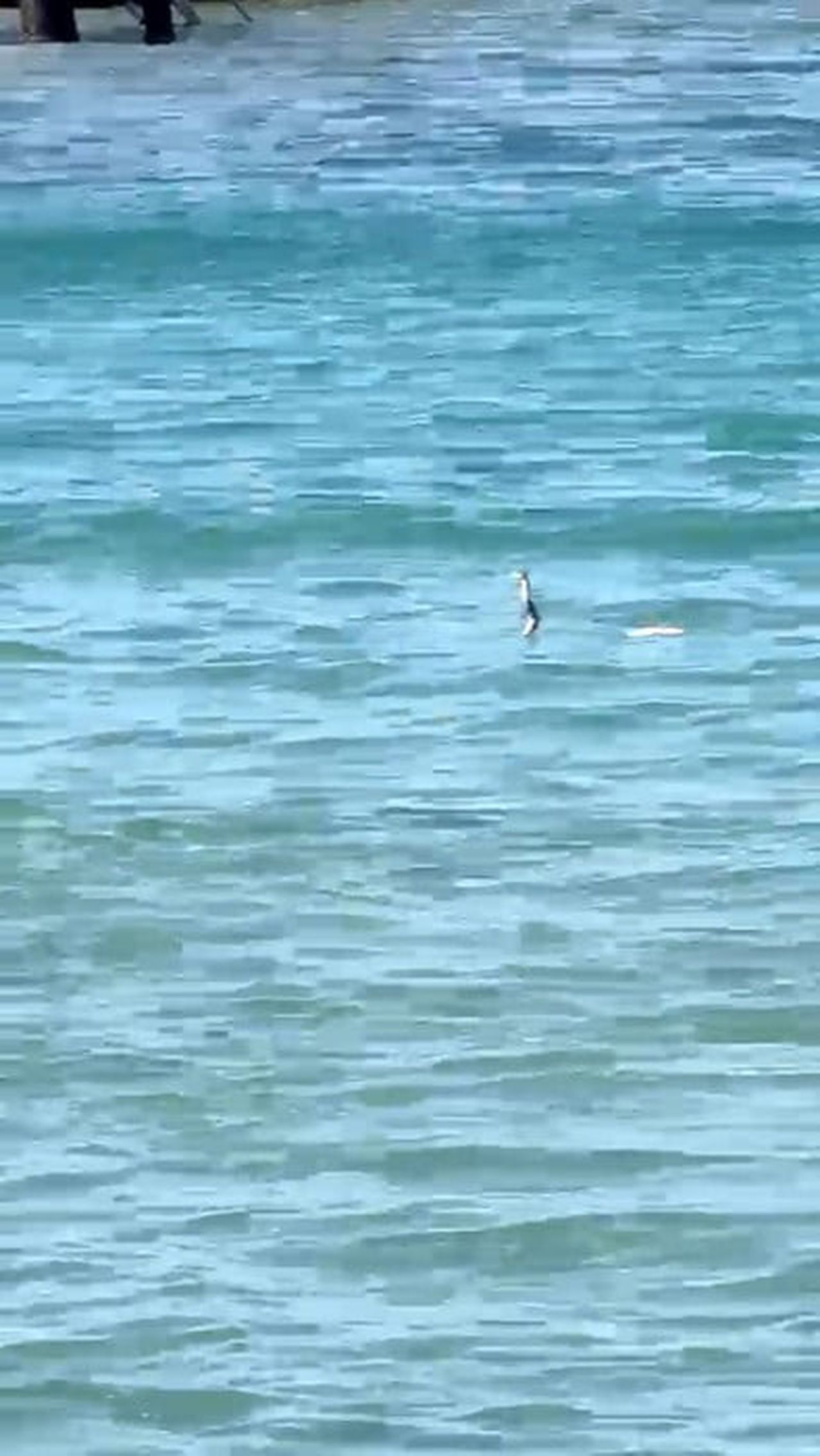 ÇEŞME İLÇESİNDE SERİNLEMEK İÇİN DENİZE GİREN TATİLCİLER, SUYUN İÇİNDE YÜZEN BİR YILANLA...