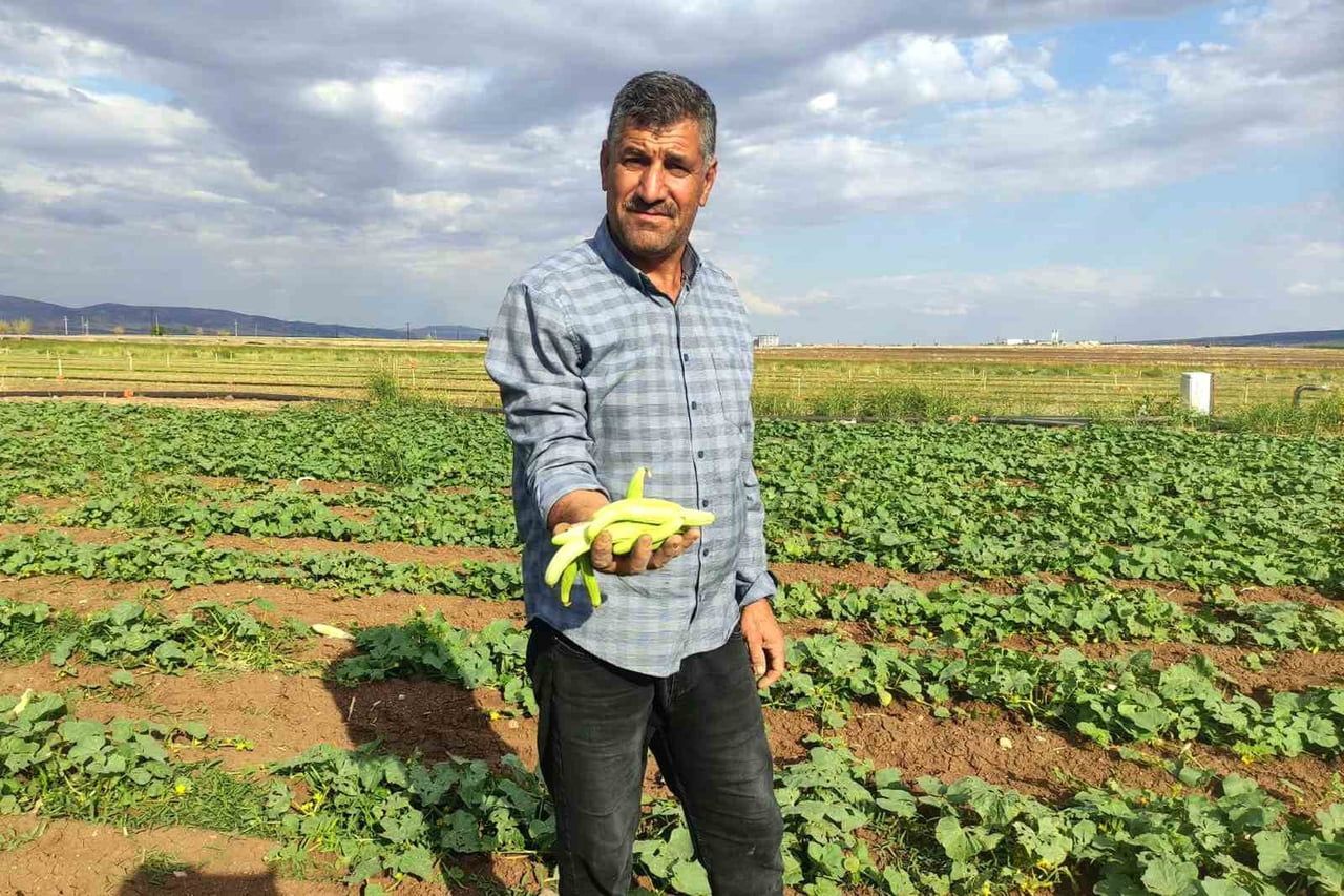 GAZİANTEP’İN ARABAN İLÇESİNDE, KIŞLIK TURŞU HAZIRLIKLARININ VAZGEÇİLMEZ ÜRÜNLERİNDEN TURŞULUK...