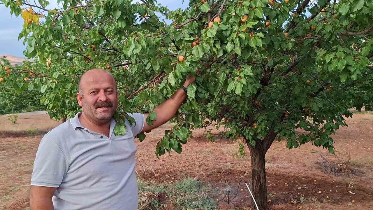MALATYA'NIN KULUNCAK İLÇESİNDE HASAT SEZONUNUN ÜZERİNDEN YAKLAŞIK BİR AY GEÇMESİNE RAĞMEN DALINDA...