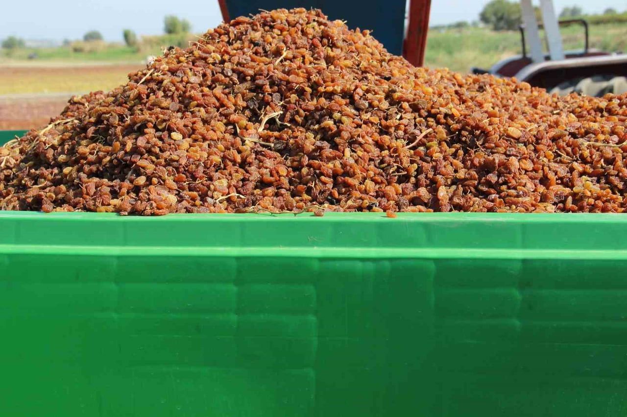 MANİSA’NIN SARUHANLI İLÇESİNDE ORGANİK ÜZÜM ÜRETİMİNİ GELİŞTİRMEK AMACIYLA HAYATA GEÇİRİLEN...