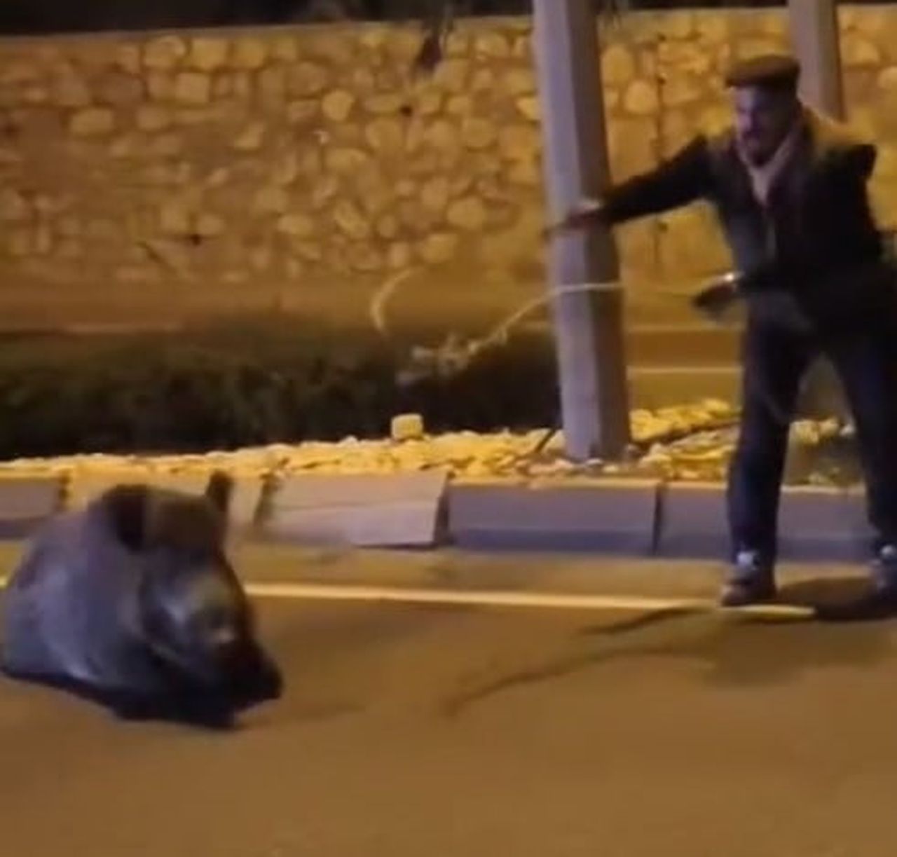 AYDIN’IN SÖKE İLÇESİNDE BİR ARACIN ÇARPMASI SONUCU YARALANAN YOLDAKİ YABAN DOMUZUNU KUŞADASI YÖRÜK...