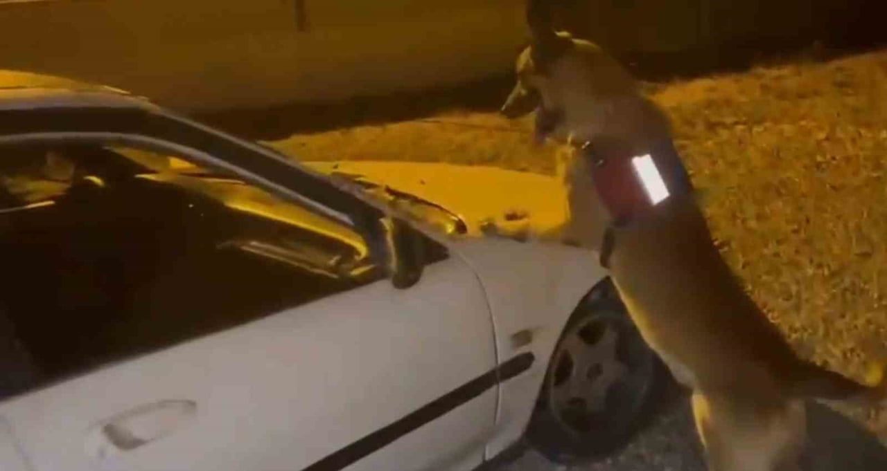 KÖPEĞİN ARACI ARAMASI