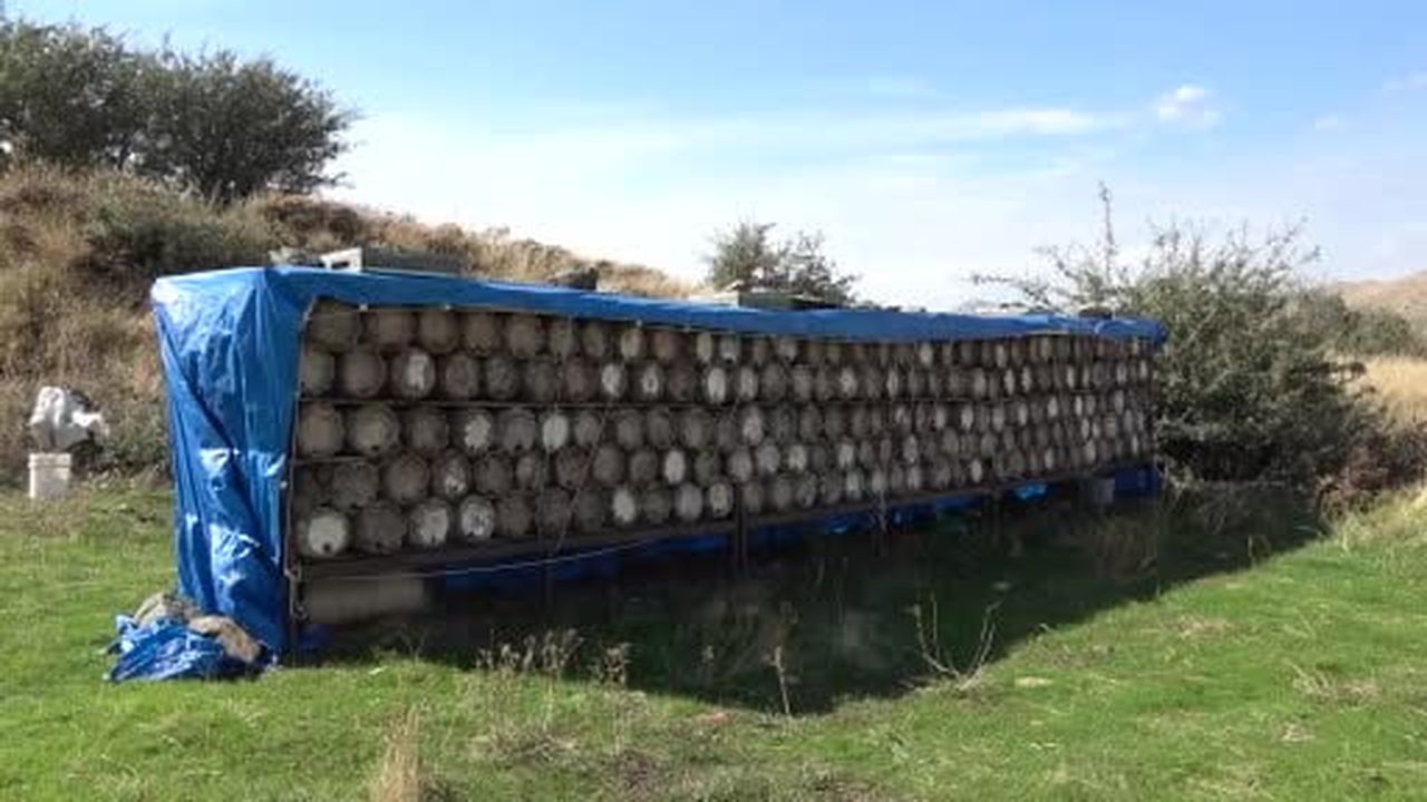 Bitlis'te dünyaca ödüllü karakovan balının hasadına başlanıldı
