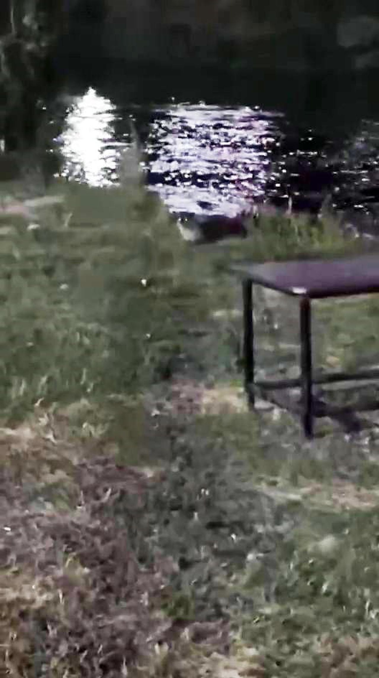 DİYARBAKIR’DA DİCLE NEHRİ KIYISINDA NESLİ TÜKENME TEHLİKESİ ALTINDA BULUNAN SU SAMURU  CEP...