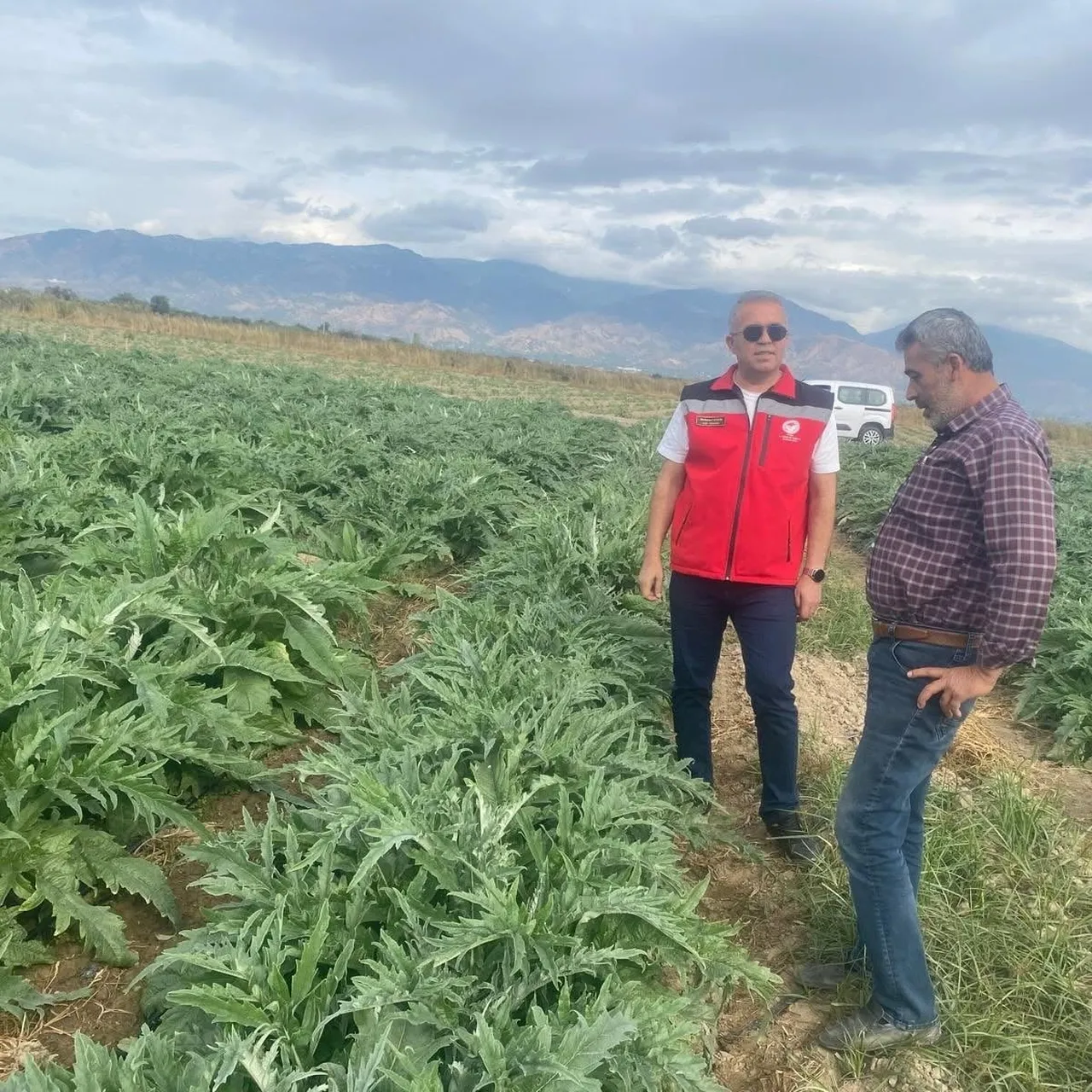 Gölhisar enginarında yeni hasat dönemine hazırlık