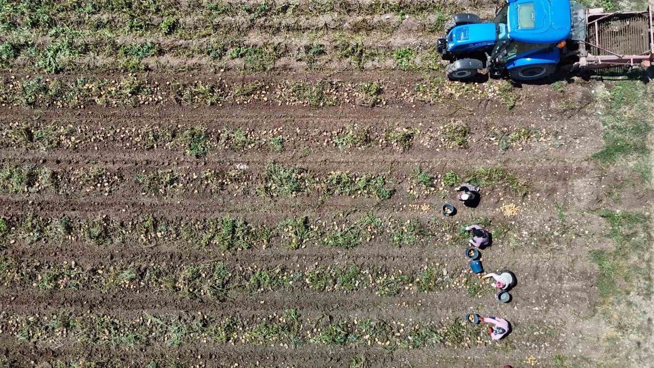 PATATES DİYARI BOLU'DA ZORLU HASAT MESAİSİ BAŞLADI