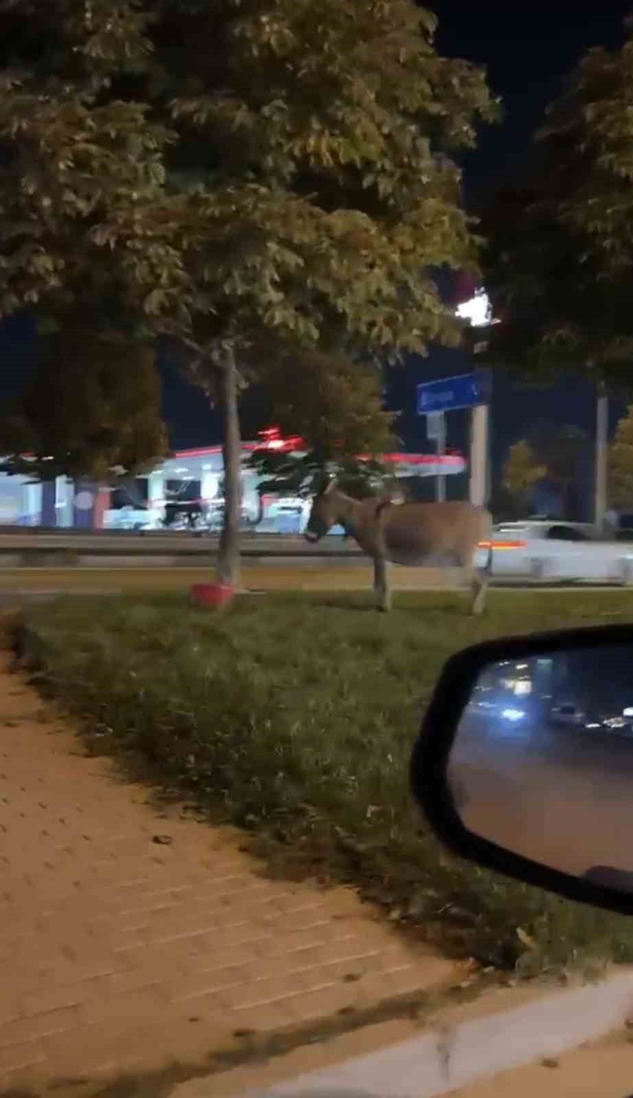 BURSA'DA İZMİR YOLU ÜZERİNDE KİMLİĞİ HENÜZ BELİRLENEMEYEN BİR ŞAHIS, EŞEĞİNİ AĞACA BAĞLAYARAK...