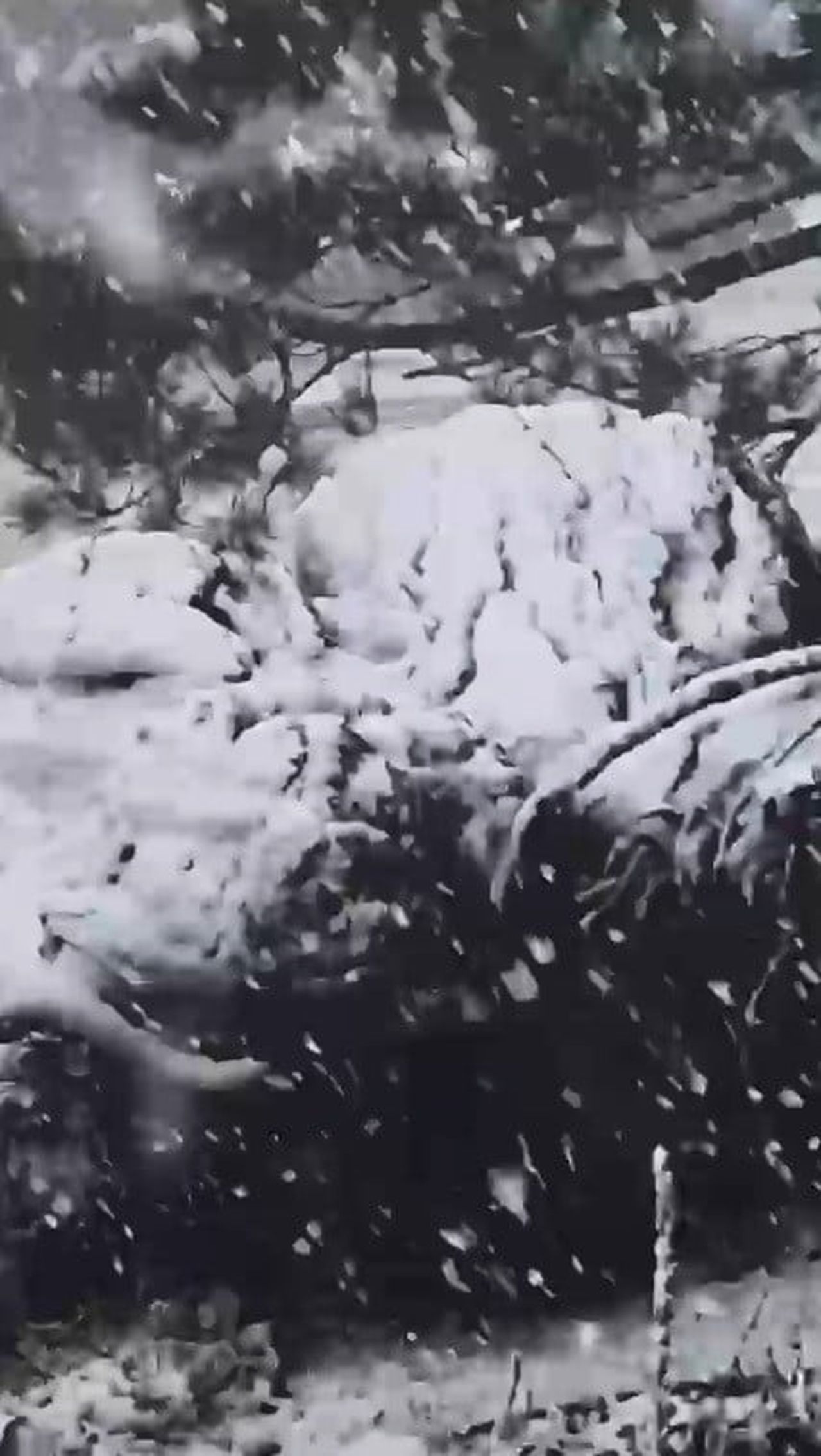 MUĞLA’NIN KAVAKLIDERE İLÇESİNDE YÜKSEK KESİMLERDE SEZONUN İLK KAR YAĞIŞI GÖRÜLDÜ.