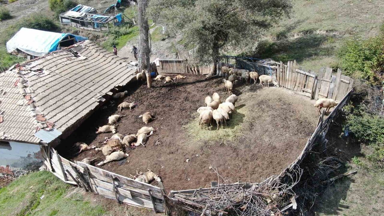 KASTAMONU’DA KÖYE KADAR İNEN KURTLAR, GİRDİKLERİ AHIRDA 18 KOYUNU TELEF ETTİ, 11 KOYUNU DA AĞIR...