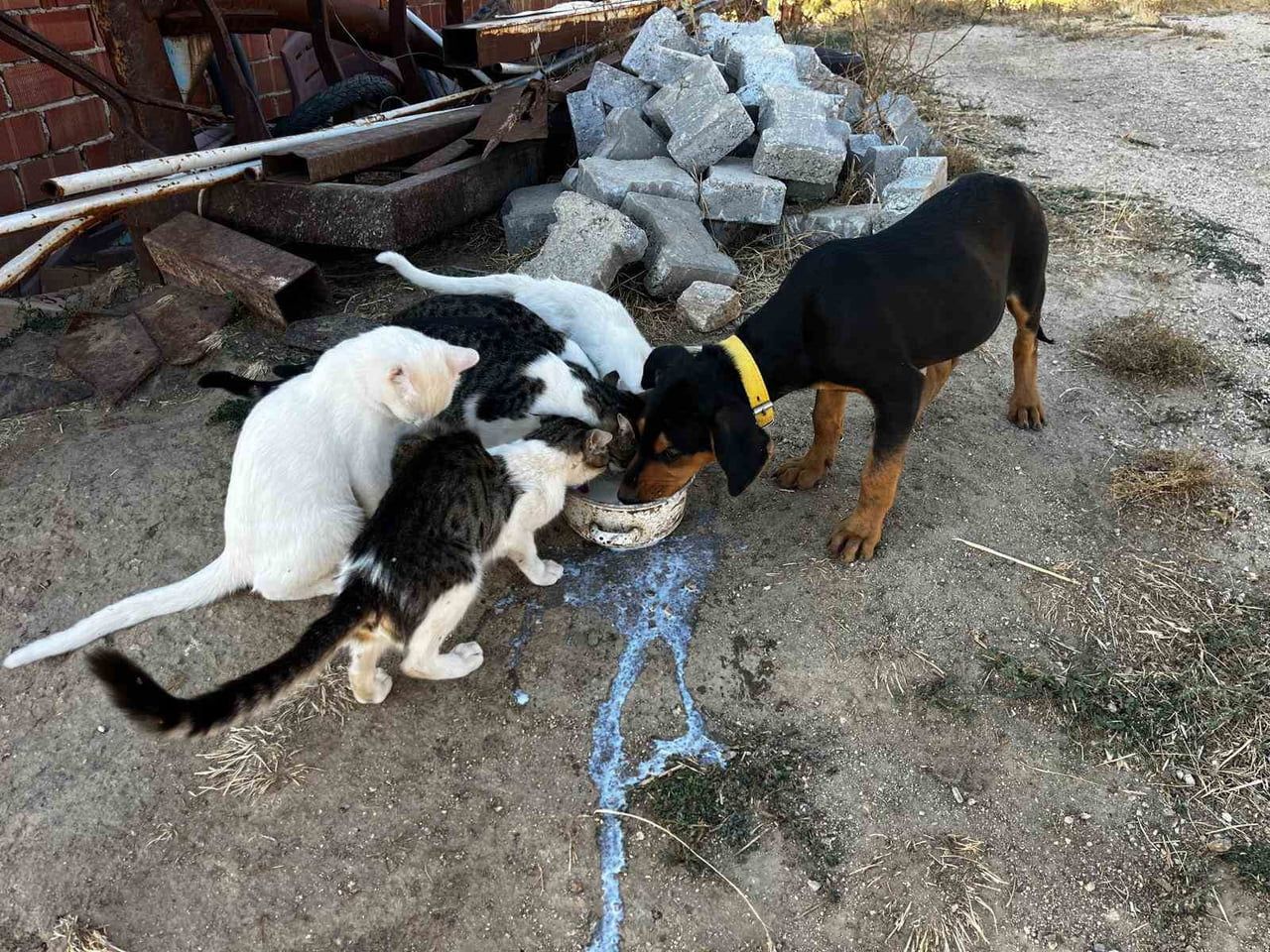 DENİZLİ’NİN BULDAN İLÇESİNE BAĞLI TÜRLÜBEY MAHALLESİ’NDE KAYDEDİLEN KÖPEK VE KEDİLERİN DOSTLUK...