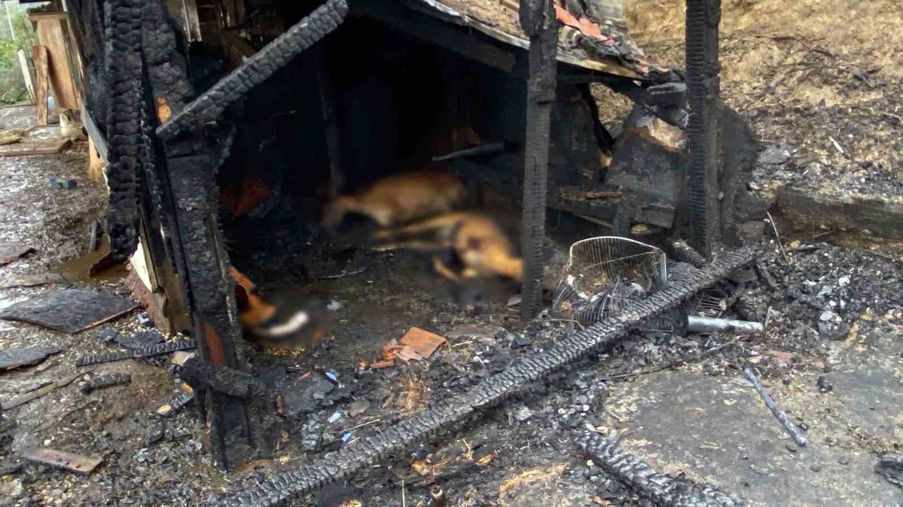 KOCAELİ’NİN GÖLCÜK İLÇESİNDE ÇIKAN YANGINDA, İÇERİSİNDE KOYUN, TAVUK, GÜVERCİN, TAVŞAN VE KÖPEĞİN...