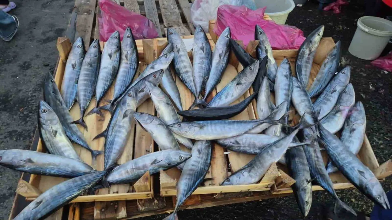 AV SEZONUNUN AÇILMASIYLA BİRLİKTE DENİZLERDE PALAMUT BOLLUĞU YAŞANIRKEN, TEKİRDAĞ’IN SÜLEYMANPAŞA...