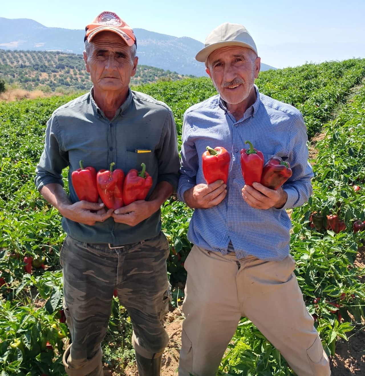 SALÇA VE TARHANAYA LEZZET KATAN, EGE BÖLGESİ’NİN ÖNE ÇIKAN ÜRÜNLERİNDEN KAPYA BİBERDE MANİSA’NIN...