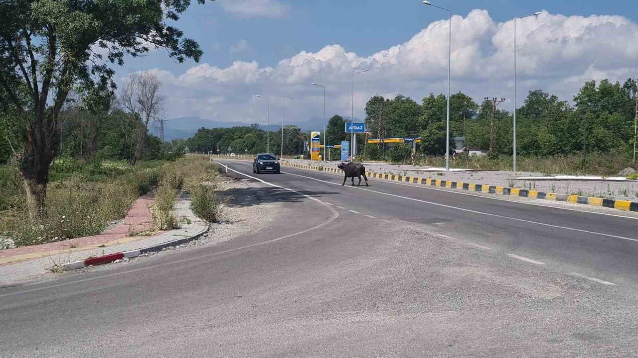 ÇAYCUMA İLÇESİ İLE PERŞEMBE BELDESİNİ BİRBİRİNE BAĞLAYAN KARAYOLUNA ÇIKAN MANDALAR TRAFİKTE...