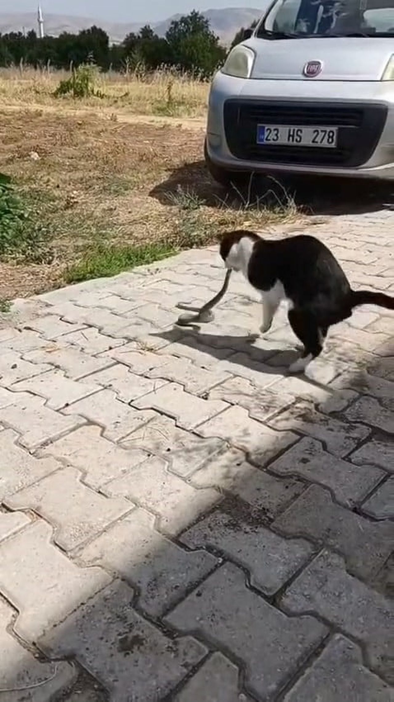 ELAZIĞ’DA KEDİ İLE YILANIN KAVGASI CEP TELEFONU KAMERASINA YANSIDI