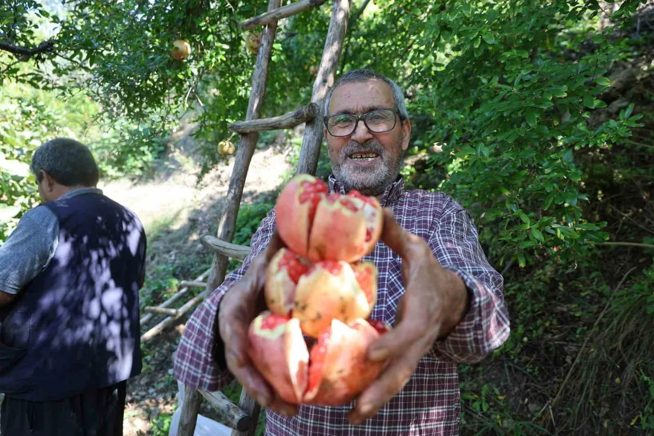 10 DÖNÜMLÜK BAHÇESİNDE HASAT YAPAN ÜRETİCİ VEYSEL DEMİR, KUYTUCAK NARININ BÖLGENİN EN LEZZETLİ...