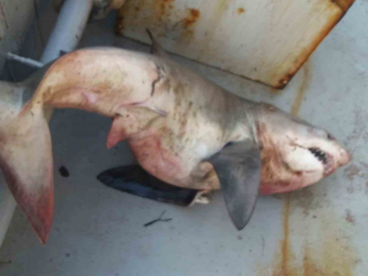 SAROS KÖRFEZİ’NDE BALIKÇI AĞLARINDAN 65 KİLOLUK KÖPEK BALIĞI ÇIKTI
