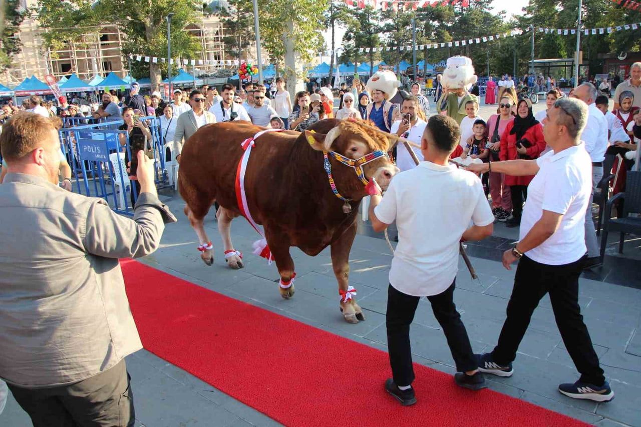 AMASYA'NIN SULUOVA İLÇESİNDE DÜZENLENEN YARIŞMADA BOĞALAR İÇİN KIRMIZI HALI SERİLDİ.