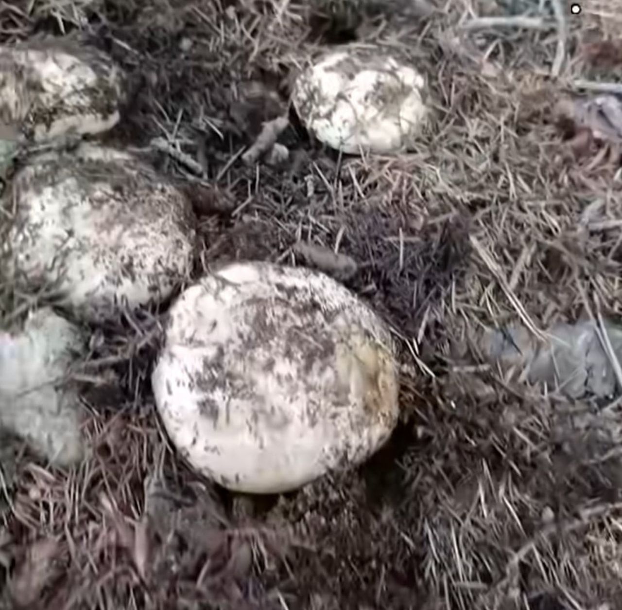 KAHRAMANMARAŞ’IN ANDIRIN İLÇESİNDE SONBAHAR YAĞMURLARININ ARDINDAN TOPRAĞIN SUYA DOYMASIYLA...