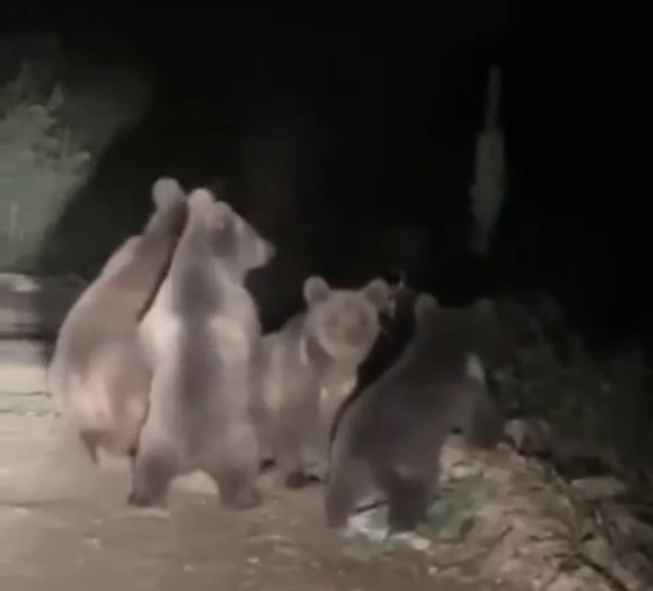 DÜZCE'NİN AKÇAKOCA İLÇESİNE BAĞLI AKKAYA KÖYÜNDE, ORMANLIK ALANDAN YOL KENARINA İNEN ANNE AYI VE 3...