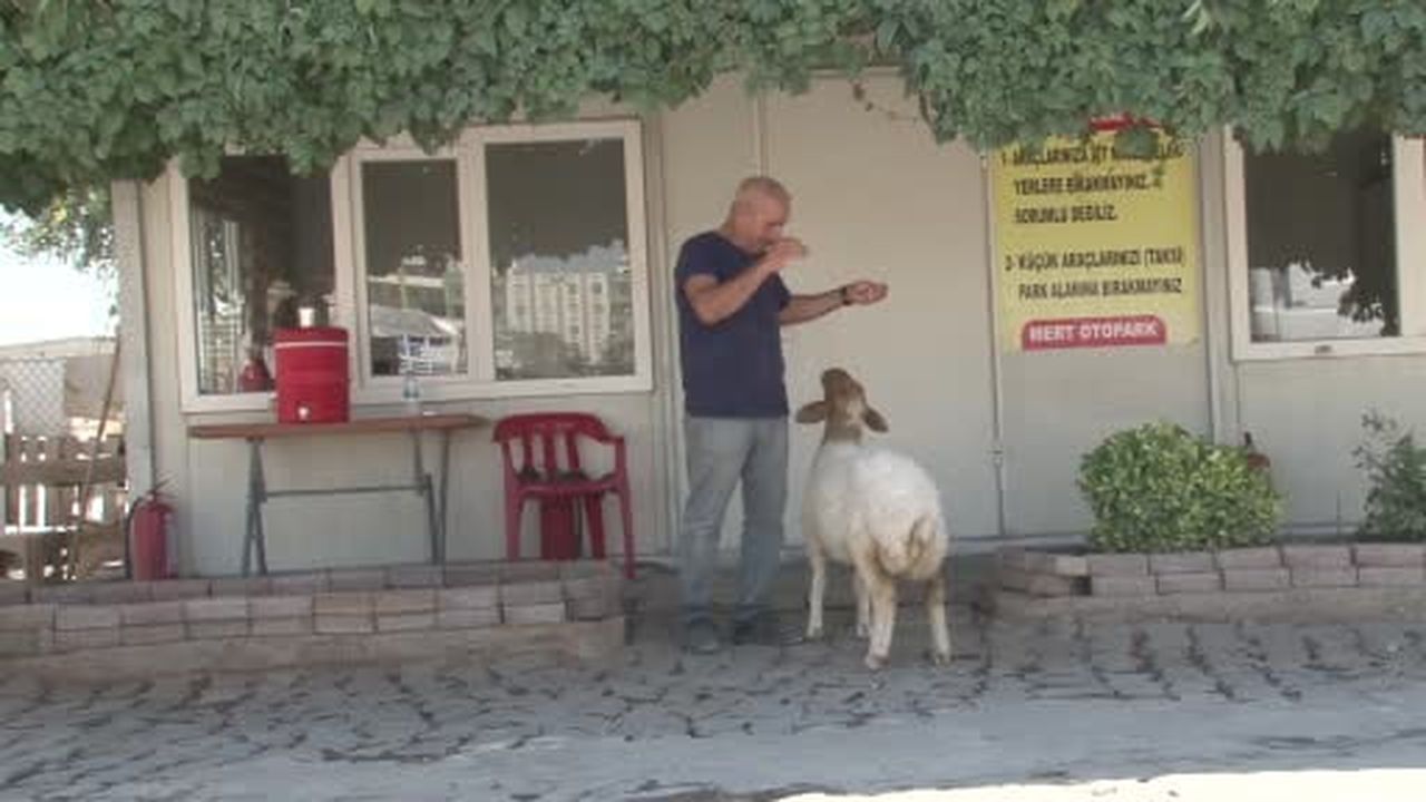 Şanlıurfa'da bekçi ile kuzunun sıradışı dostluğu hayrete düşürüyor