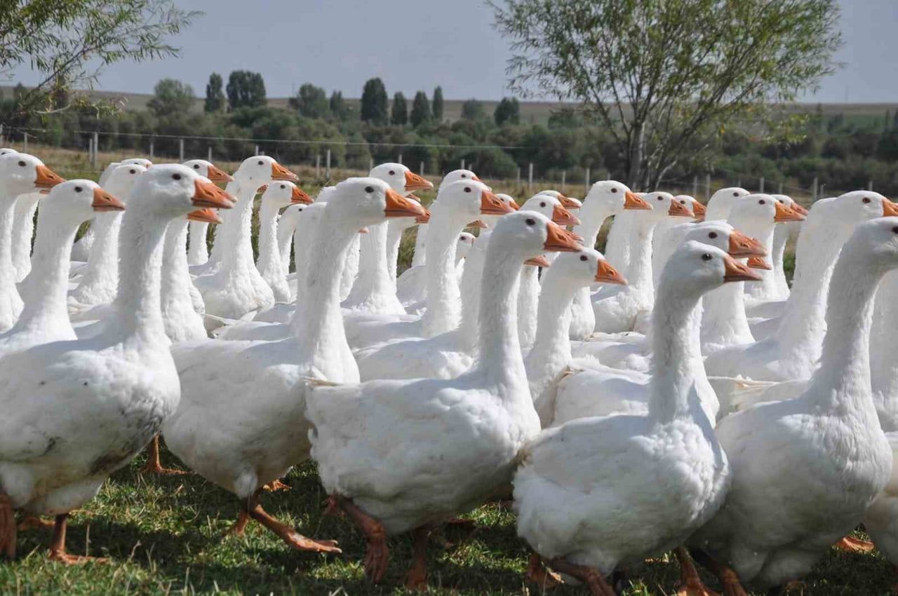 KARS'IN YÖRESEL ÜRÜNLERİ ARASINDA ÖNEMLİ BİR YERE SAHİP OLAN VE 3 EKİM 2023 TARİHİNDE TÜRK PATENT...