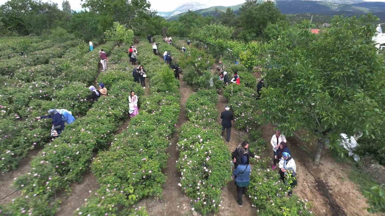 GÜLBİRLİK YÖNETİM KURULU YAPTIĞI TOPLANTIDA DAHA ÖNCE AÇIKLANAN KİLO BAŞINA 80 LİRALIK GÜL ÇİÇEĞİ...