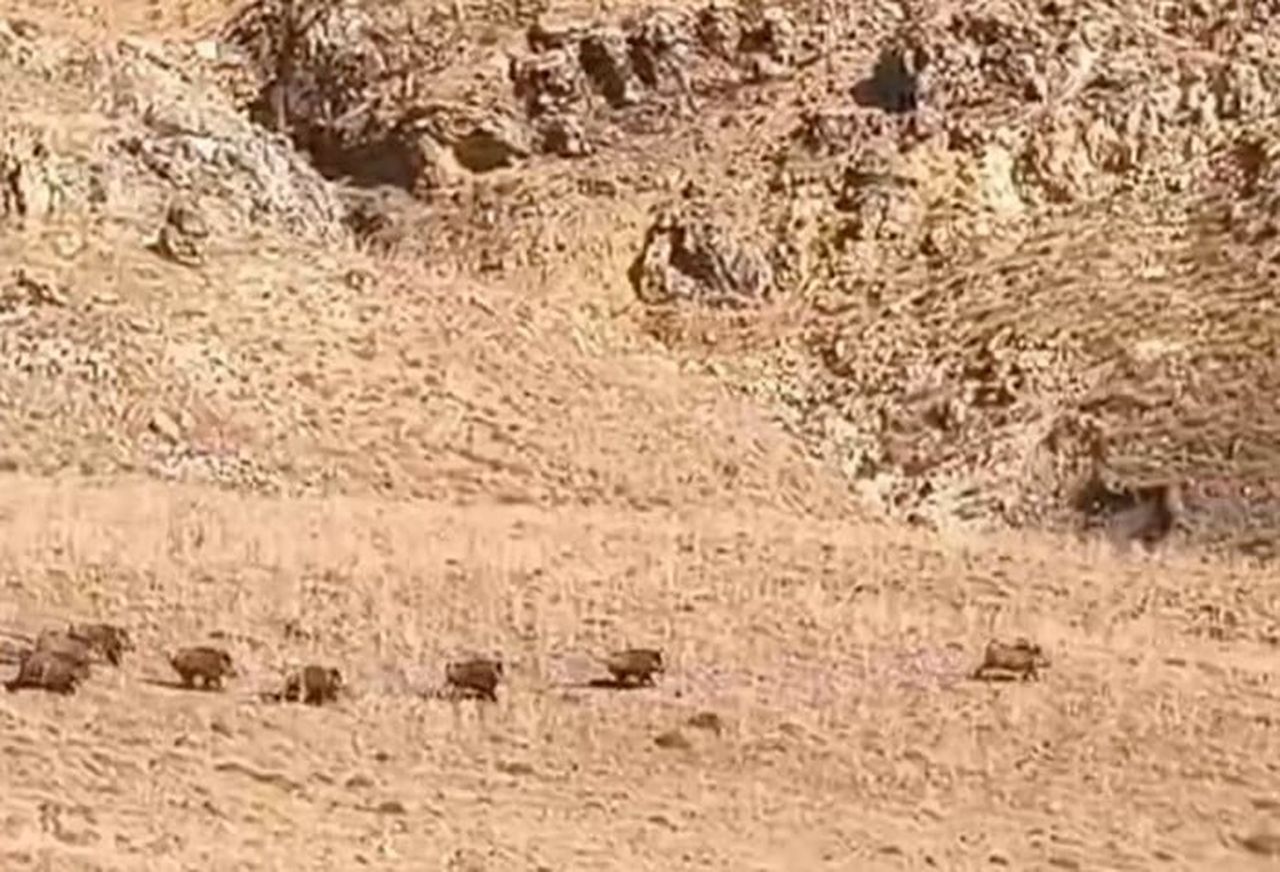 ÖZALP İLÇESİNDE SÜRÜ HALİNDE HAREKET EDEN YABAN DOMUZLARI, YERLEŞİM ALANLARINA YAKIN BÖLGELERDE...