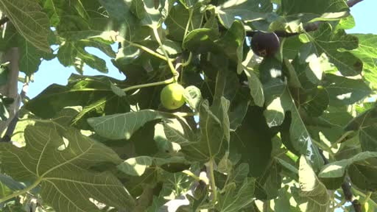 Bakanı Yumaklı Aydın’da incir hasadına katıldı
