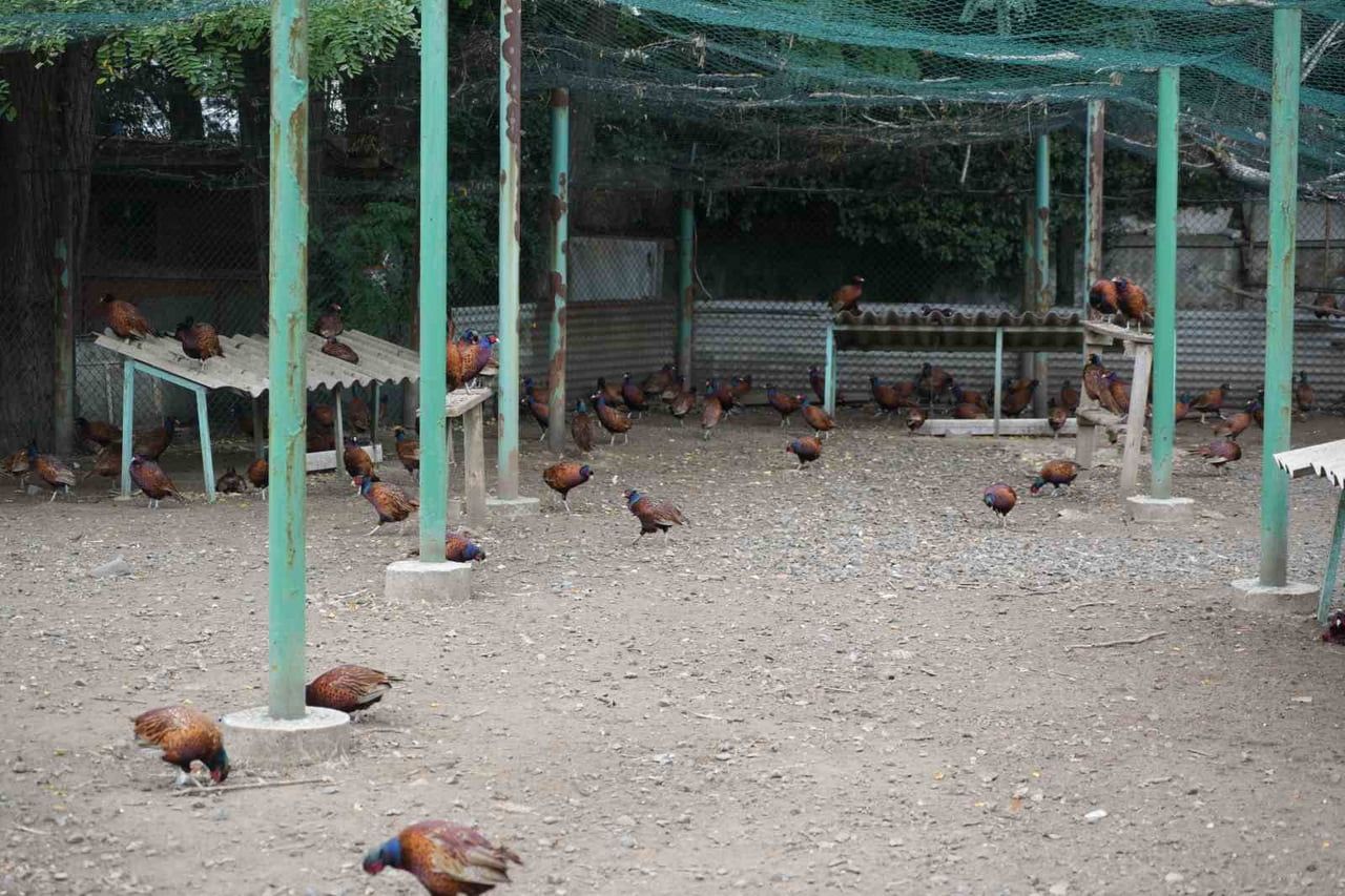 SAMSUN’DA KAHVERENGİ KOKARCAYLA BİYOLOJİK MÜCADELE KAPSAMINDA BU YIL 3 BİN 500 SÜLÜN DOĞAYA...