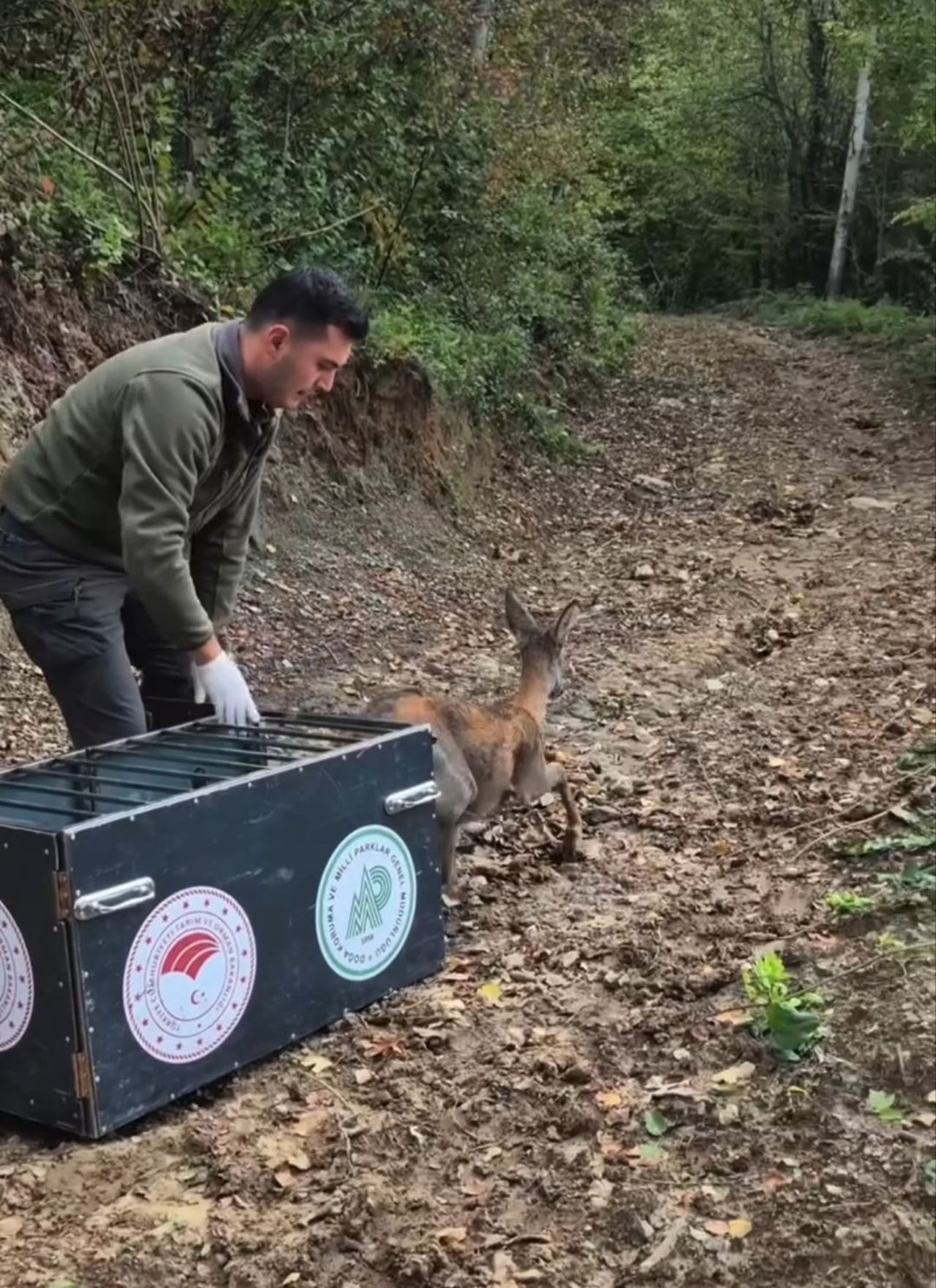 BARTIN'DA YARALI HALDE BULUNAN KARACA, TEDAVİSİNİN ARDINDAN DOĞAYA SALINDI