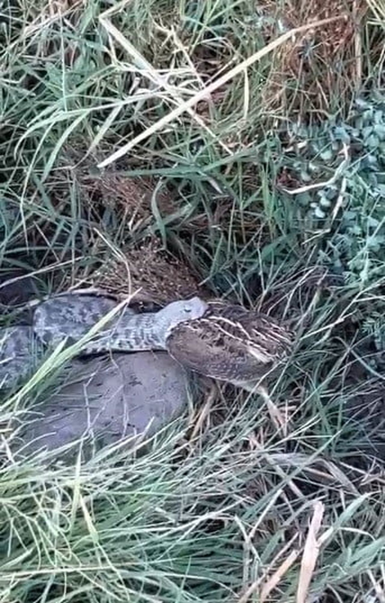 TUNCELİ’NİN ÇEMİŞGEZEK İLÇESİNDE BILDIRCIN AVINA ÇIKAN AHMET DİRİÖZ, ENGEREK YILANININ AĞZINDAKİ...