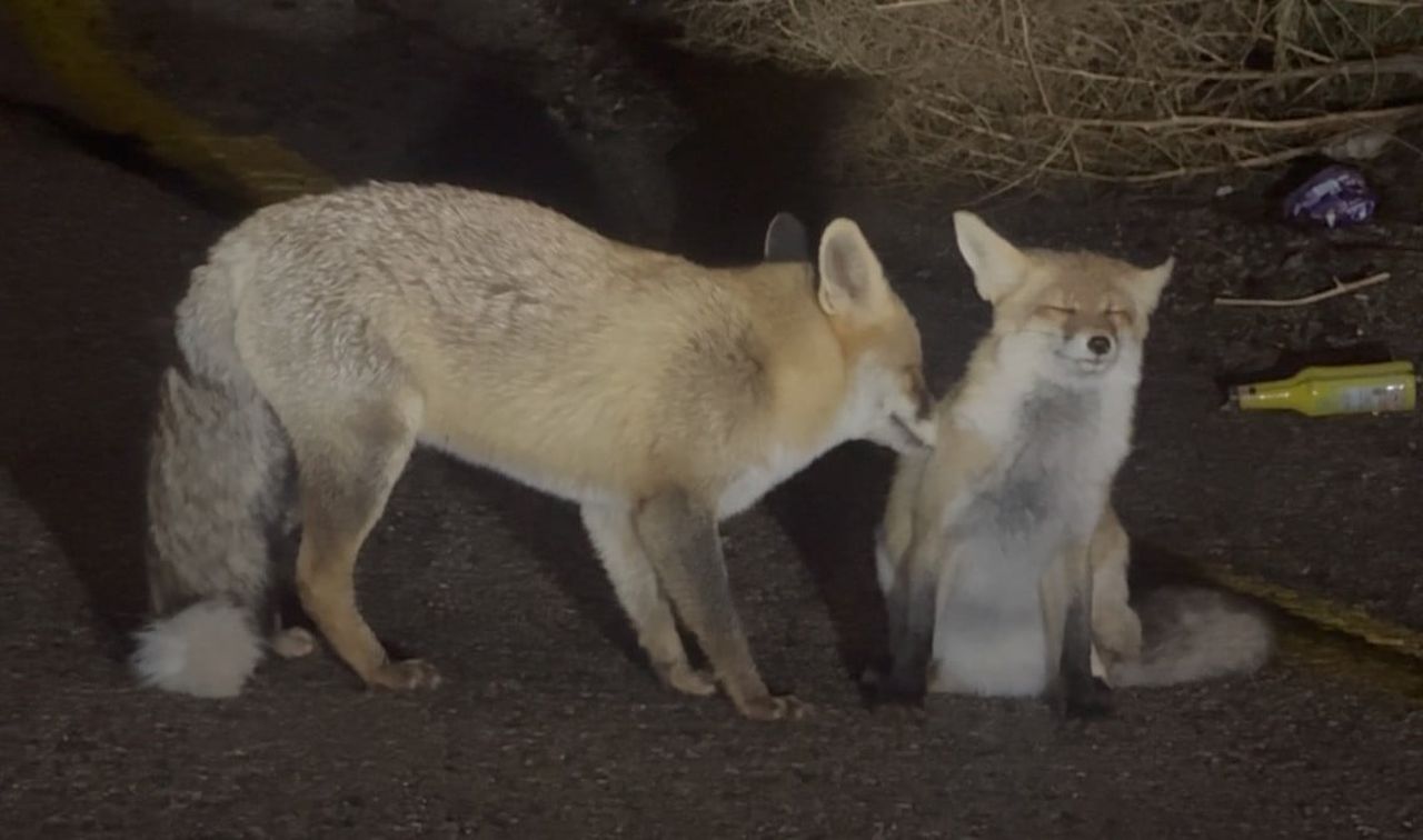 ERZURUM’DAKİ PALANDÖKEN DAĞI’NDA AKŞAM SAATLERİNDE GÖRÜNTÜLENEN İKİ TİLKİNİN BİRBİRİNE YAKIN...