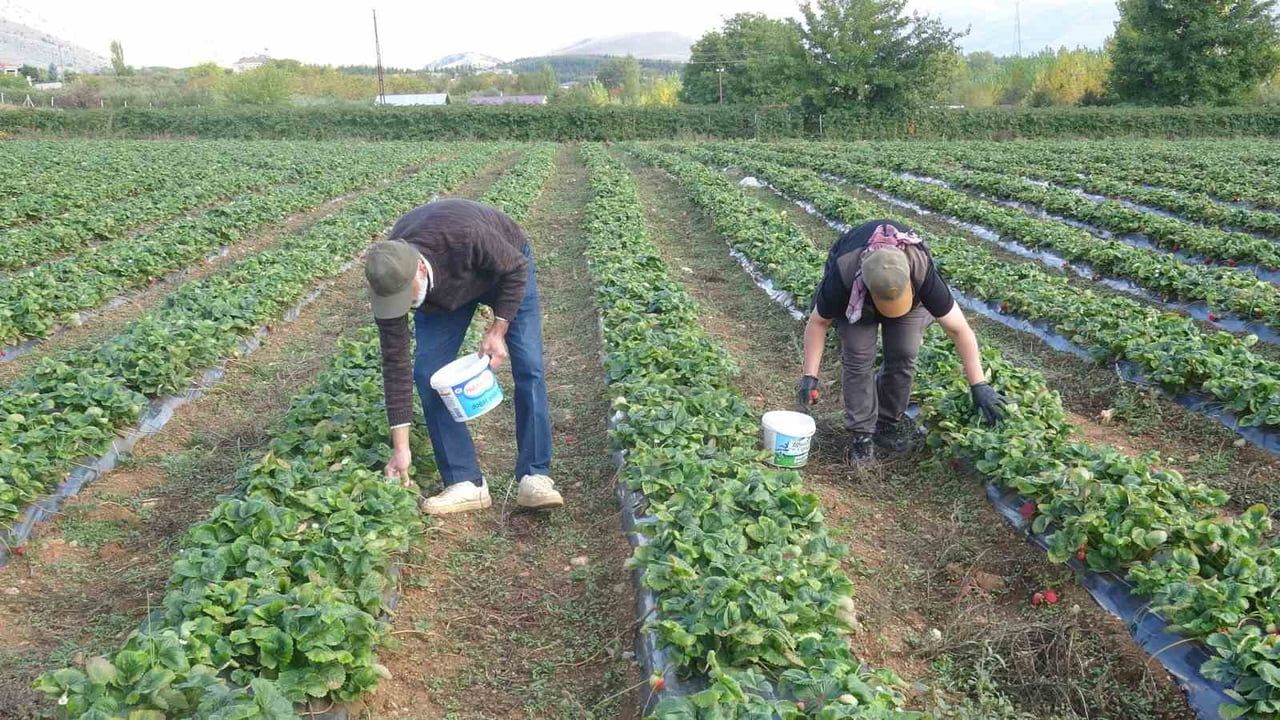 MALATYA'NIN DOĞANŞEHİR İLÇESİNDE BÖĞÜRTLEN ÜRETİMİ YAPAN EMİNE SİBEL VE HÜSEYİN DULKADİR ÇİFTİ...