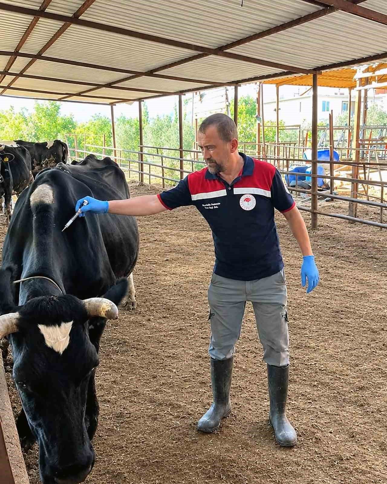 ORTACA İLÇE TARIM VE ORMAN MÜDÜRLÜĞÜ EKİPLERİ TARAFINDAN BÜYÜKBAŞ HAYVANLAR ÜZERİNDE ŞAP VE...