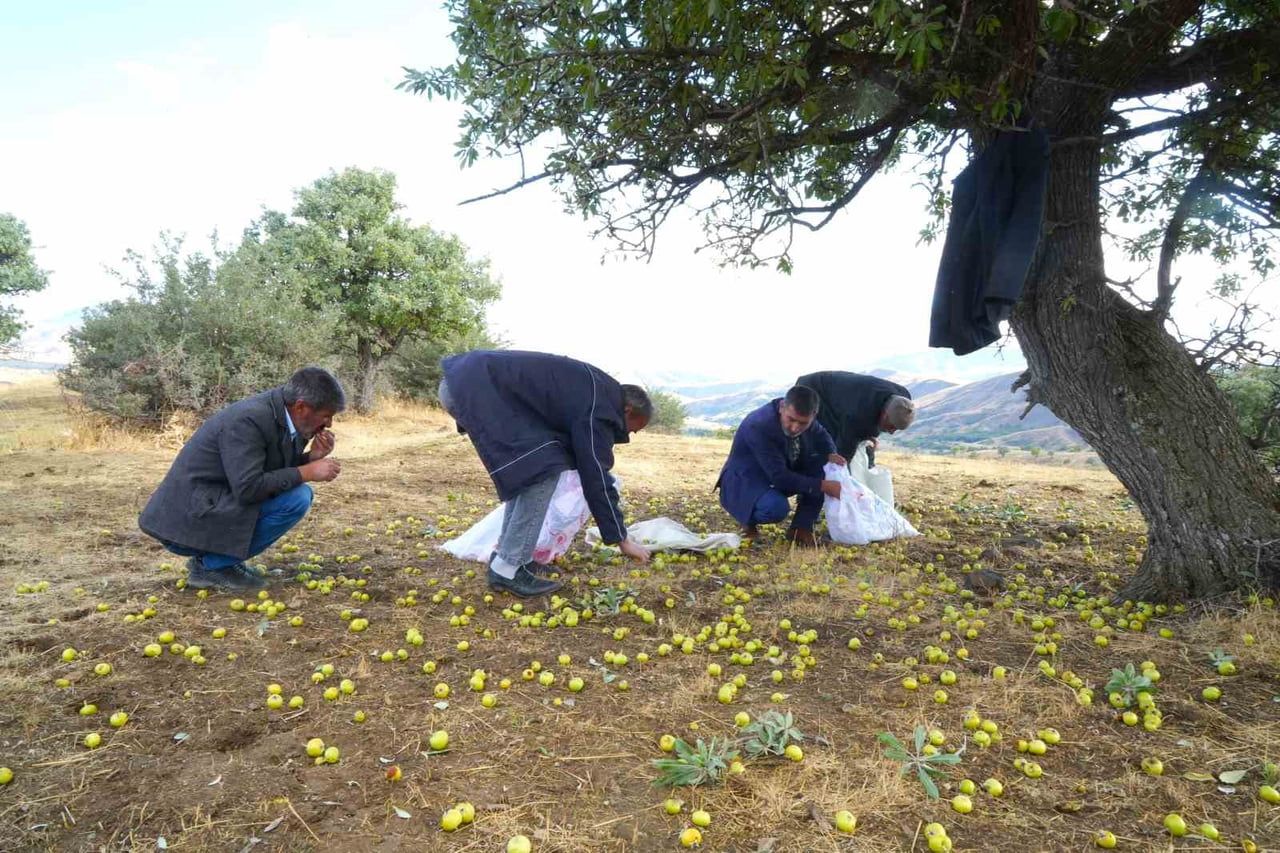 MUŞ MERKEZE 47 KİLOMETRE UZAKLIKTAKİ BİLEK KÖYÜNDE, YAKLAŞIK 110 BİN AHLAT AĞACINDA GELENEKSEL...