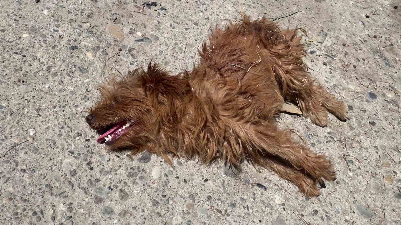 YARALANAN CİNS KÖPEK
