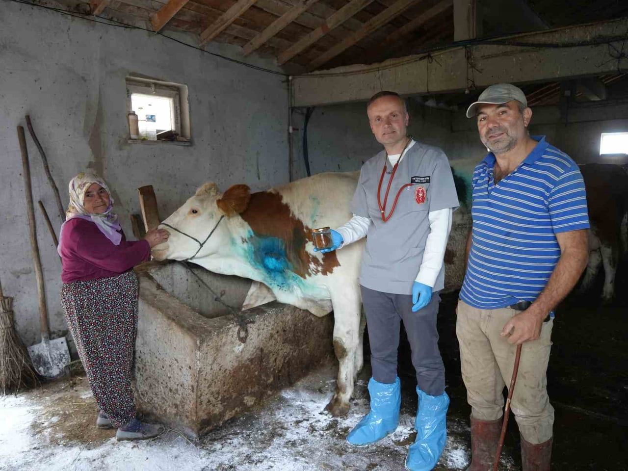 KASTAMONU'NUN KÜRE İLÇESİNDE YEMEK BORUSUNA ARMUT KAÇAN GEBE İNEK, 2 SAAT SÜREN AMELİYATLA...