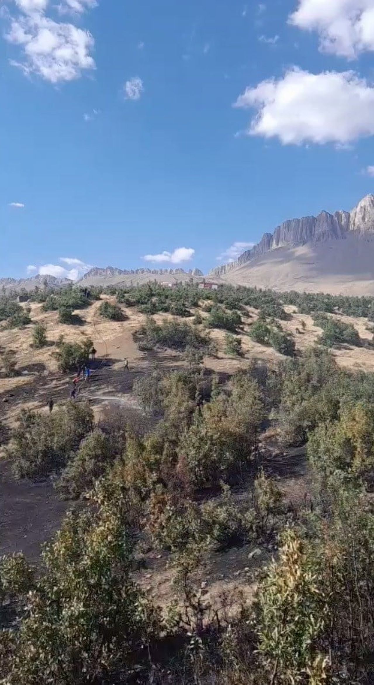ŞIRNAK’IN BEYTÜŞŞEBAP İLÇESİNE BAĞLI KOYUNOBA KÖYÜNDE ORMANLIK ALANDA ÇIKAN YANGIN PANİĞE NEDEN...