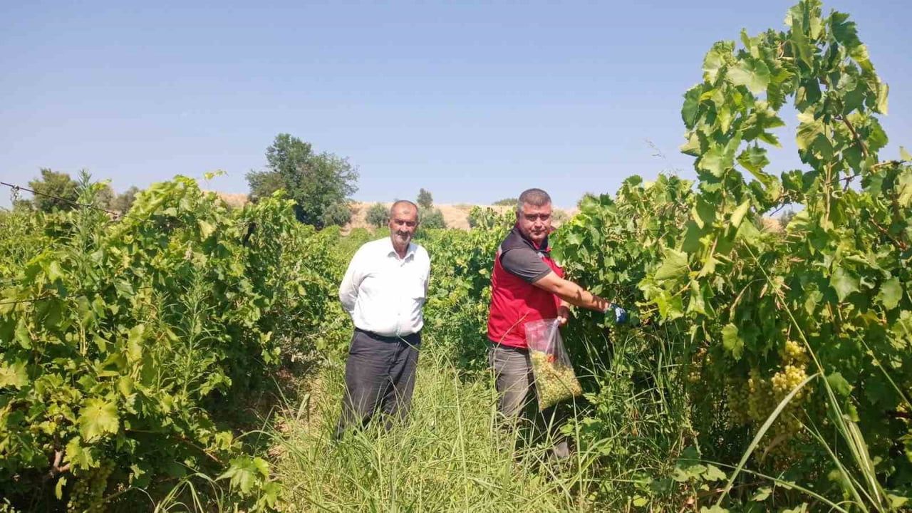 MANİSA’NIN TURGUTLU İLÇESİNDE ÜZÜM ÜRETİCİLERİNE YÖNELİK HASAT ÖNCESİ PESTİSİT DENETİMLERİ...