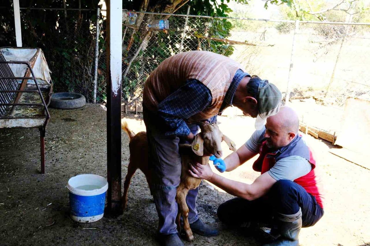 MUĞLA’DA HAYVAN SAĞLIĞI İLE MÜCADELE ÇALIŞMALARI DEVAM EDİYOR