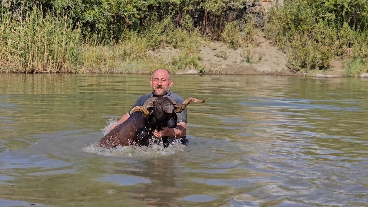 HASKÖY İLÇESİNDE BESİCİLİK YAPAN  ERKAN TÜRE, KOYUNLARINI KIŞA HAZIRLAMAK İÇİN HER YIL KARASU...