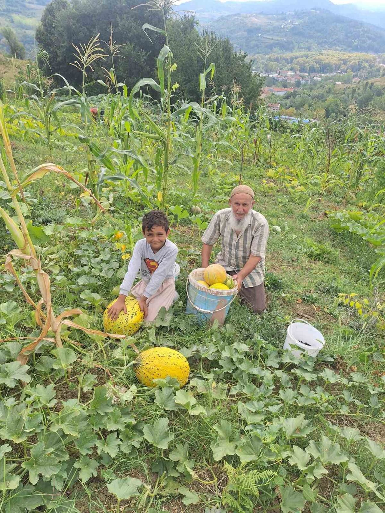 TÜRKELİ’DE KAVUN VE KARPUZLAR KİLOLARIYLA DİKKAT ÇEKTİ SİNOP'UN TÜRKELİ İLÇESİNDE UYGUN ALANLARDA...