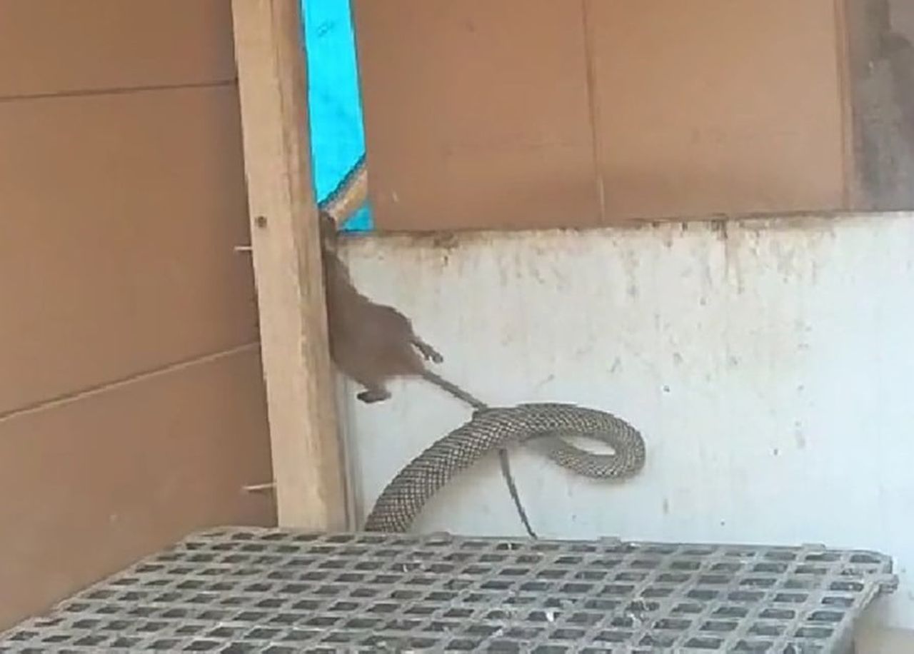 MANİSA'NIN DEMİRCİ İLÇESİNDE BİR BAĞ EVİNİN KÜMESİNE GİREN YAKLAŞIK 2.5 METRE UZUNLUĞUNDAKİ...