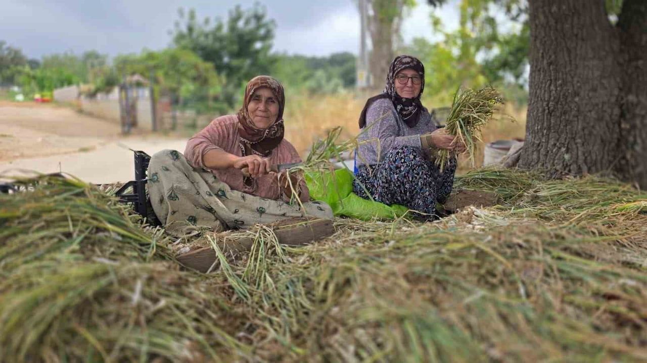 TÜRKİYE’NİN PIRASA AMBARINDA ÜRETİM MESAİSİ SÜRÜYOR