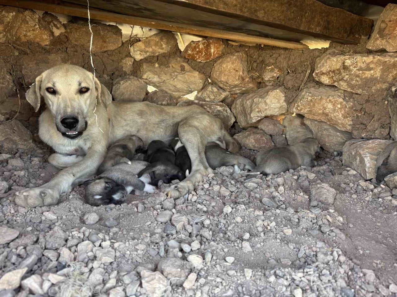 DİYARBAKIR'IN SUR İLÇESİNDE KAYALARIN ARASINA SIKIŞAN YAVRU KÖPEKLER, DUYARLI VATANDAŞ SAYESİNDE...