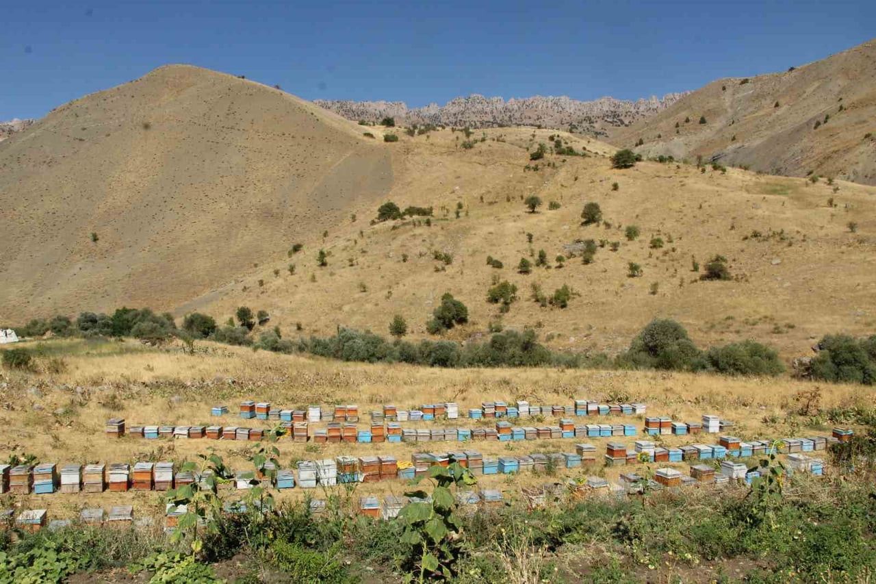 ŞIRNAK’IN BEYTÜŞŞEBAP İLÇESİNDE ZORLU DOĞA ŞARTLARINA RAĞMEN ARICILIK YAPAN ENVER KÜLTER, 15...