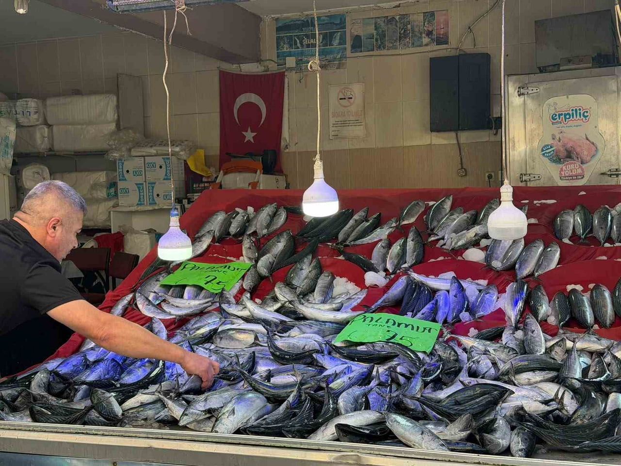 TÜRKELİ’DE PALAMUT BEREKETİ: FİYATI DÜŞTÜ, YÜZLER GÜLDÜ SİNOP’UN TÜRKELİ İLÇESİNDE BALIK...